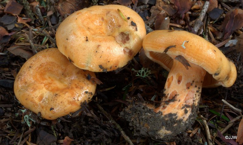 Lactarius salmonicolor